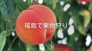 【福島で果物狩りをしよう】おすすめの果物狩りスポット８選