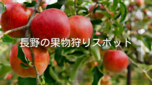 長野県で楽しめる果物狩りの種類やおすすめ果物狩りスポット
