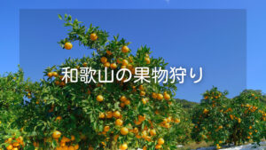 和歌山県へ行くなら果物狩りがおすすめ−果物狩りスポット3選も