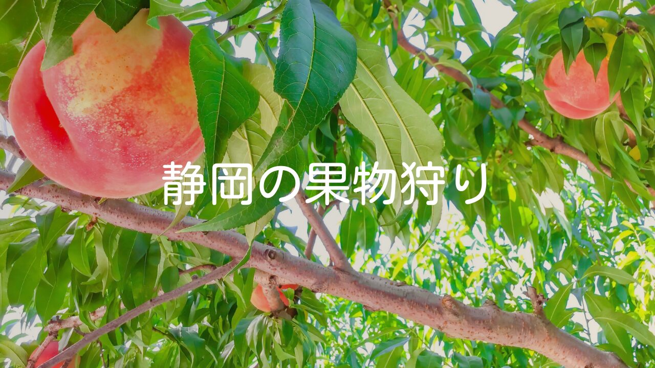【静岡の果物狩り】静岡でできる果物狩りやおすすめの場所