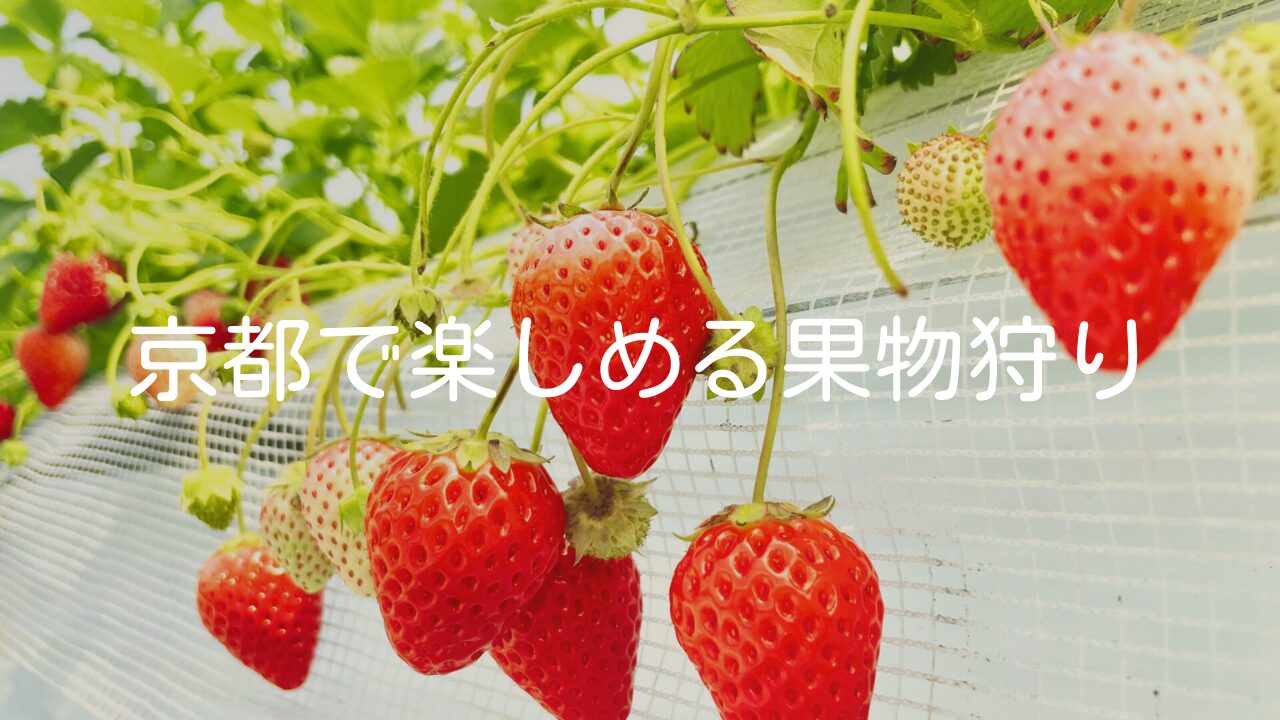 【京都で楽しめる果物狩り】種類やおすすめスポット