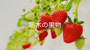 【栃木の果物特集】栃木県名産の有名な果物や果物狩りスポット
