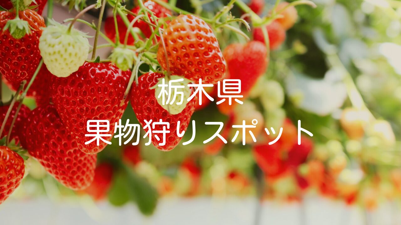【栃木県のおすすめ果物狩りスポット】果物の種類や時期について