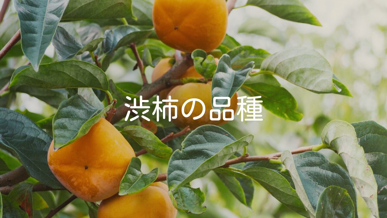 【渋柿の品種】おすすめや一覧、なぜ渋いのかもご紹介