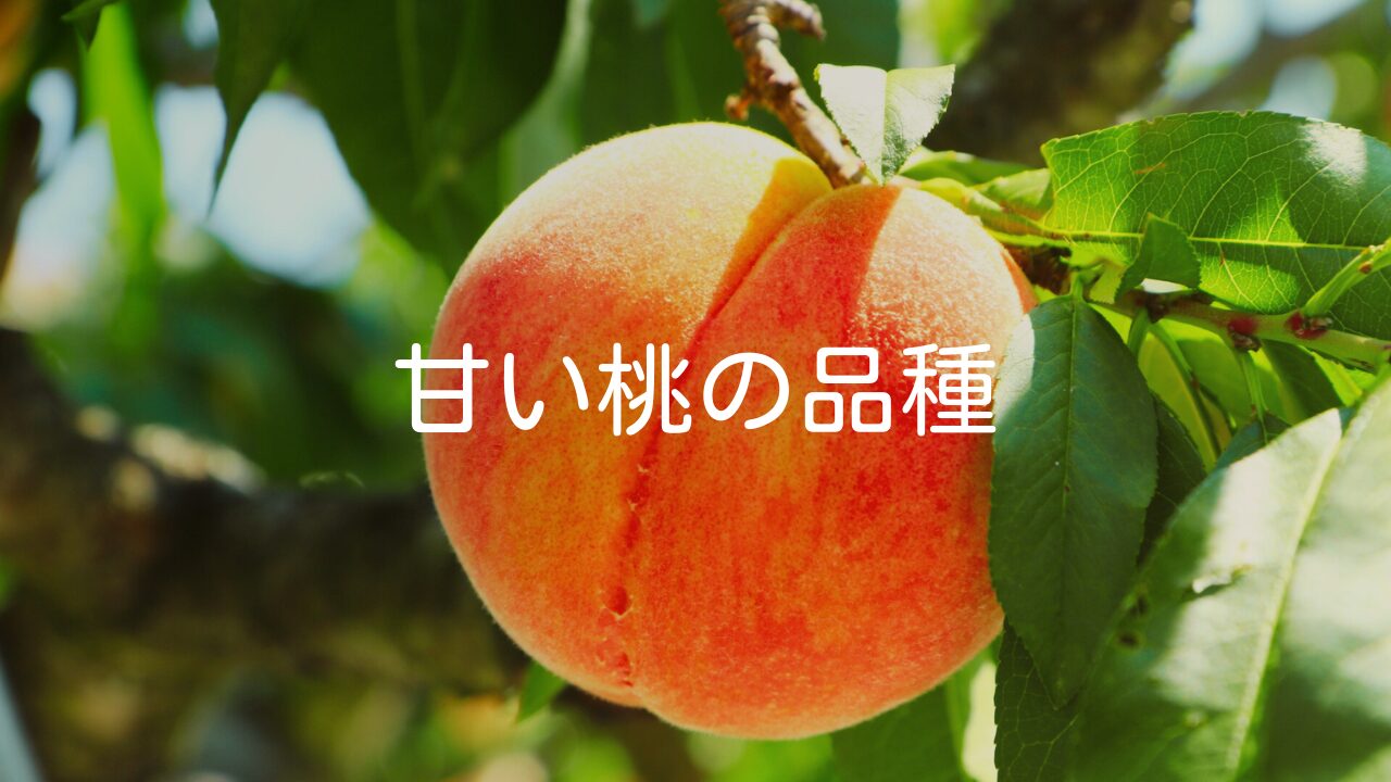 【甘い桃の品種】世界一甘い糖度40度の日本の桃もご紹介